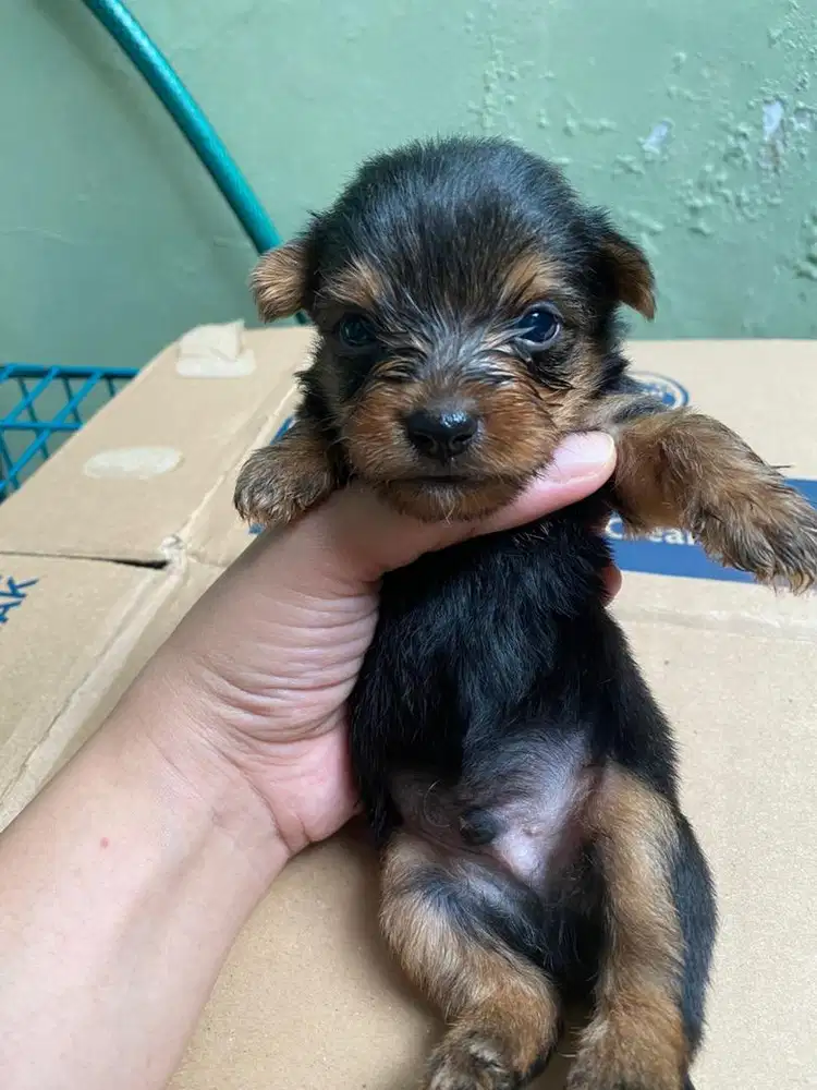 Puppy Yorkshire Terrier