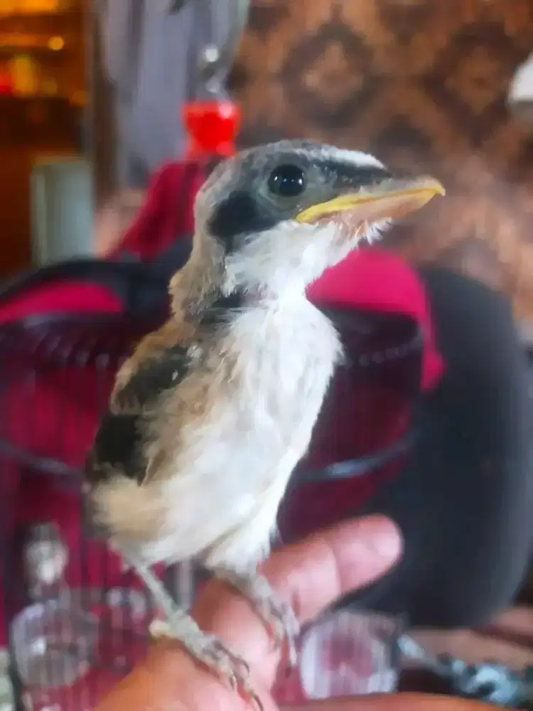 Cendet madura trotol mandiri