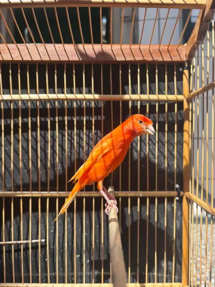 Burung kenari merlok gacor