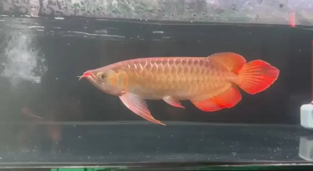 Arowana ITL Size 38-40cm