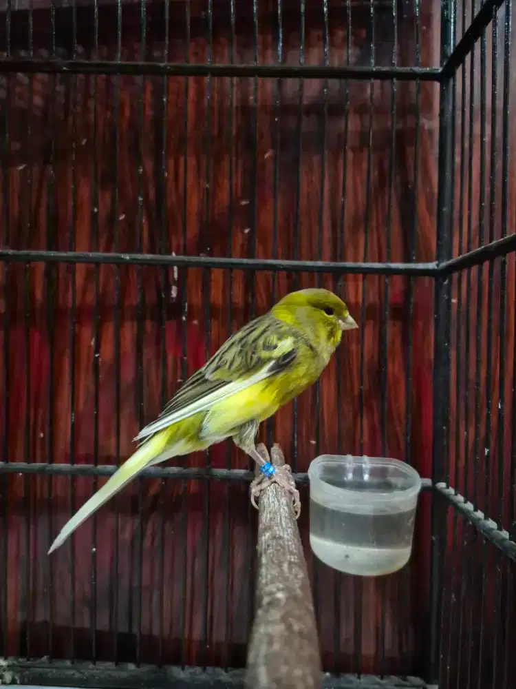 Kenari F1ys ( Ys Tkf x AF )