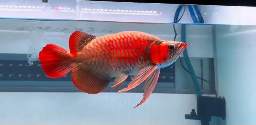 Arowana Super Red SB size 35-37cm