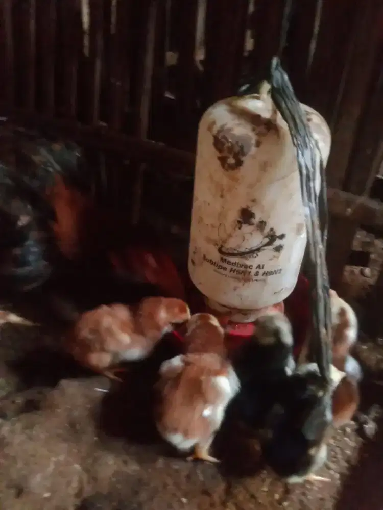 Anak ayam shamo pakhoy Brazilian jos Monggo