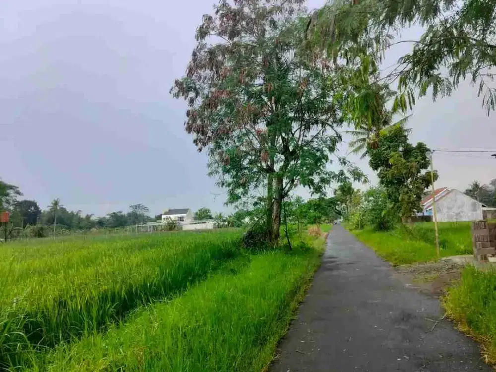 sawah Donoharjo Ngaglik