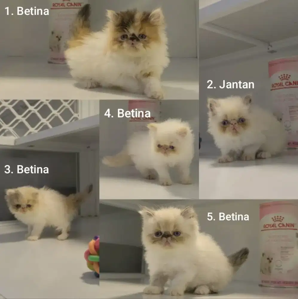 kucing anakan anggora persia peaknose himalaya mainecoon munchkin