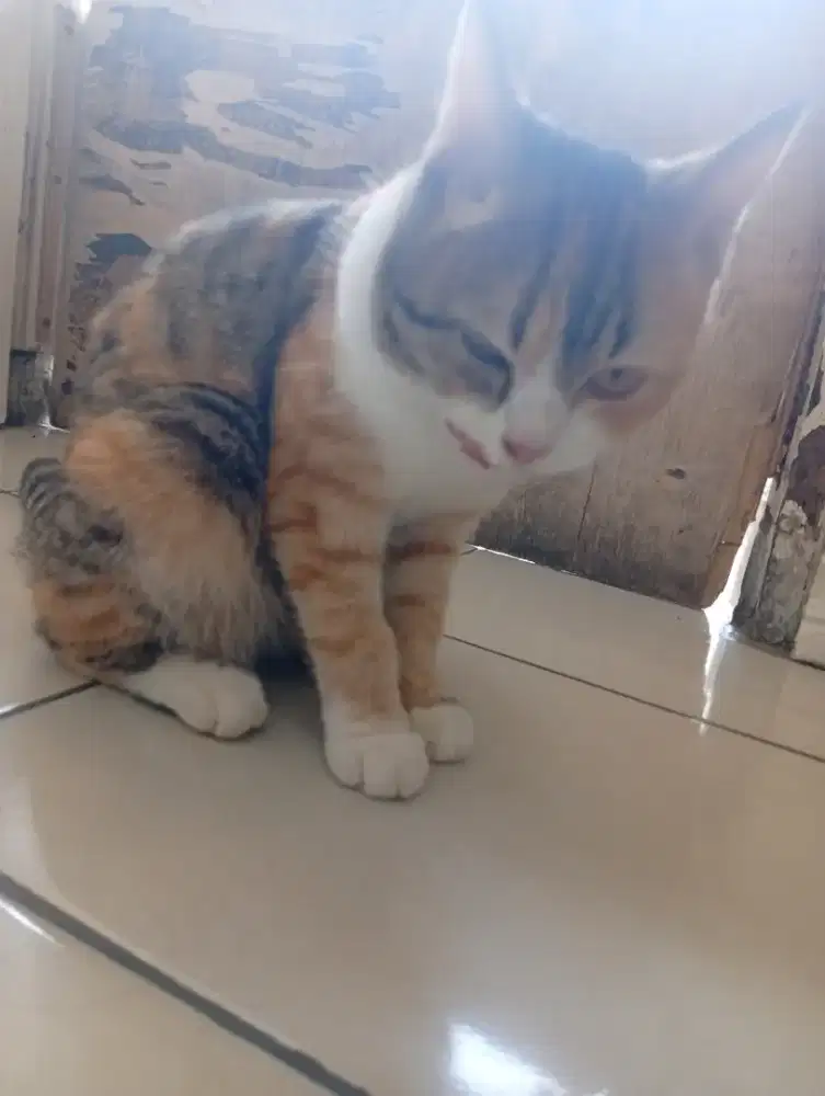 Blasteran anggora Persia,,