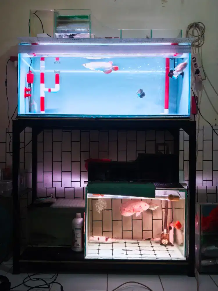 Aquarium beserta ikan nya Arwana red chilly