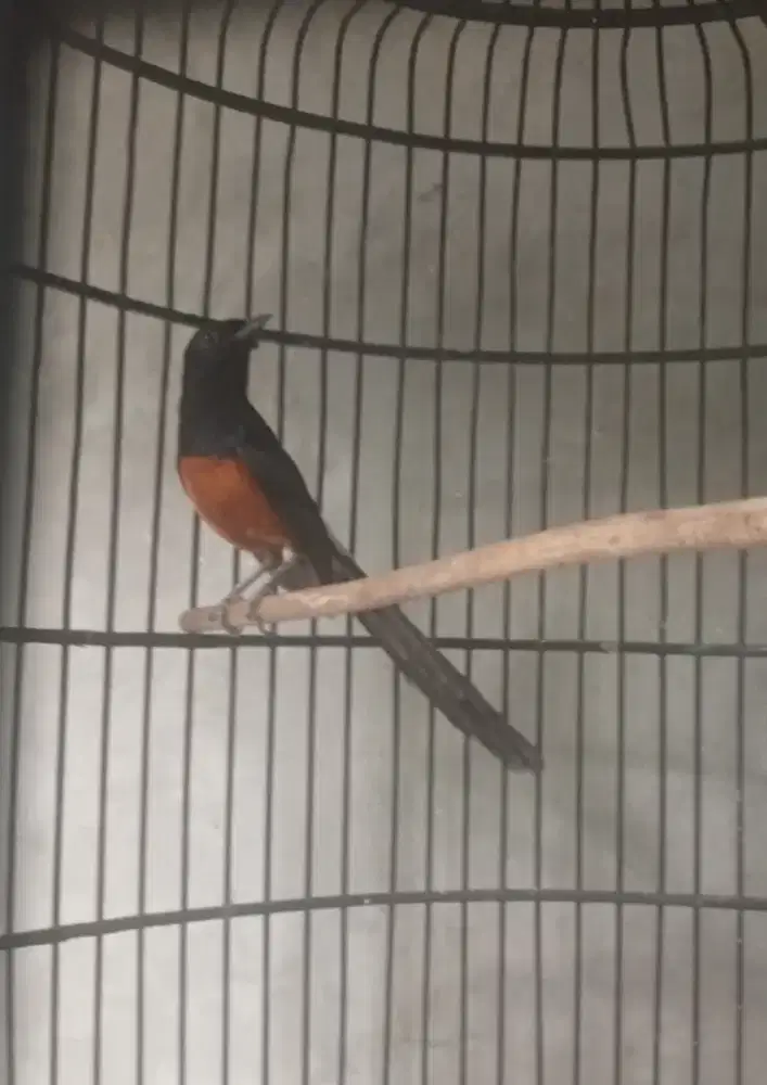 Murai Nias Blacktail