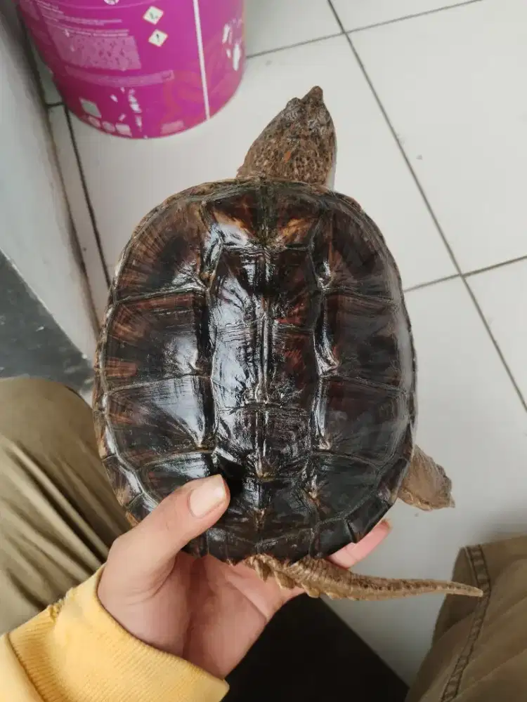 KURA-KURA CST (common snapping turtle)