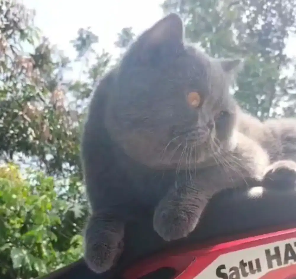 BSH Blue Jantan Line Ped CFA