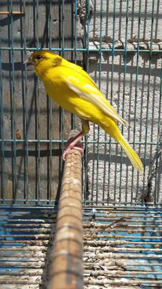 Burung kenari F1 larquet betina siapan