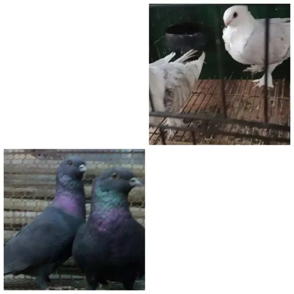 4ekor merpati Jawa sungut dan merpati santinet