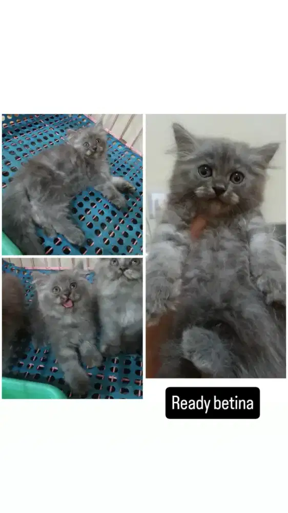 Kucing kitten persia