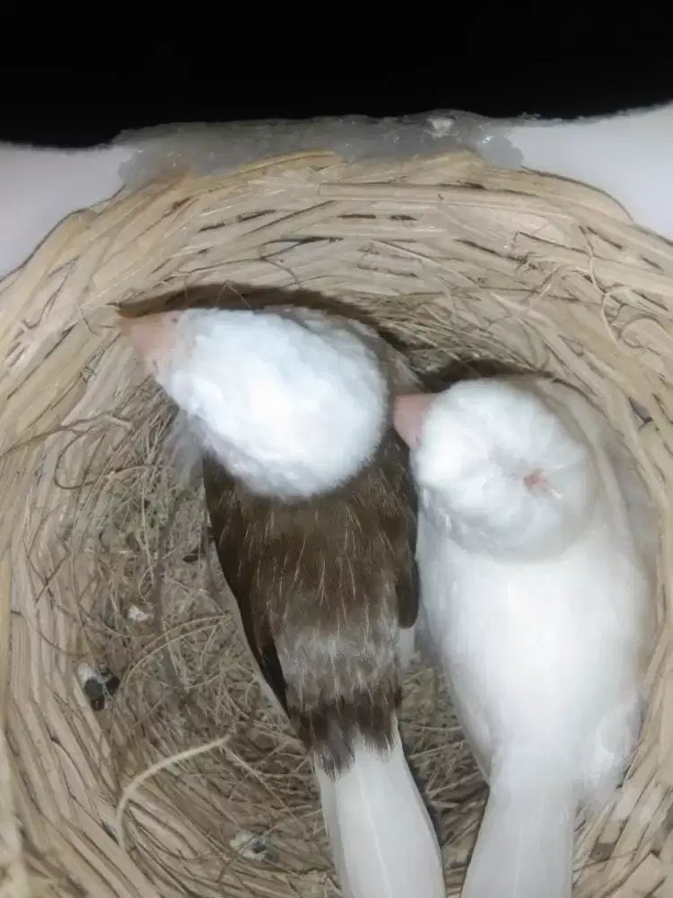 Emprit jepang sepasang