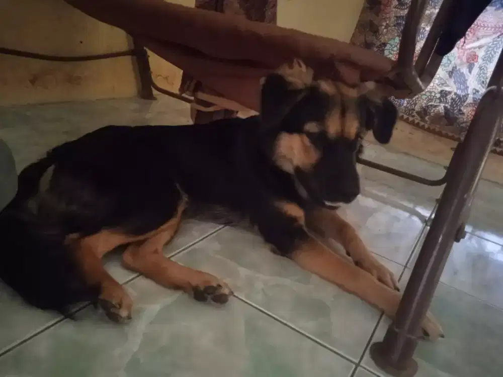 Lepas adopsi doggy Australian shiperd