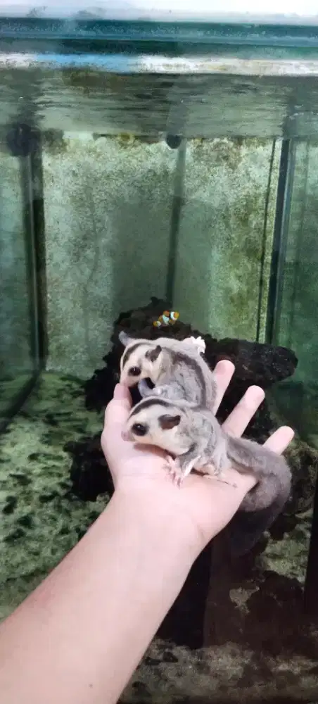 Sugar Glider WF het Leu