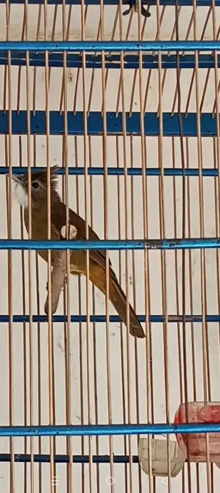 Cucak jenggot Medan/Sumatra