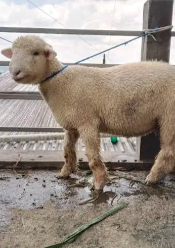 domba merino jantan qurban 45-80kiloan siap hewan qurban terbaik 2026