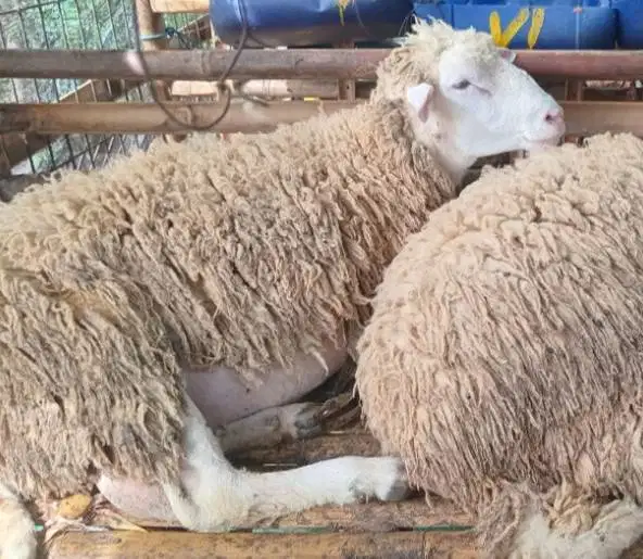 domba merino jantan qurban 45-80kiloan siap hewan qurban terbaik 2026