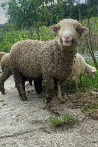 domba merino qurban 45-80kiloan jantan timbang hidup siap kurban 2026