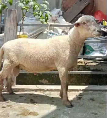 domba merino qurban 45-80kiloan jantan timbang hidup siap kurban 2026