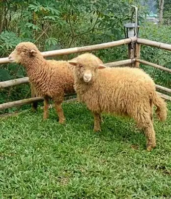 domba merino qurban 45-80kiloan timbang hidup siap kurban 2026 superan