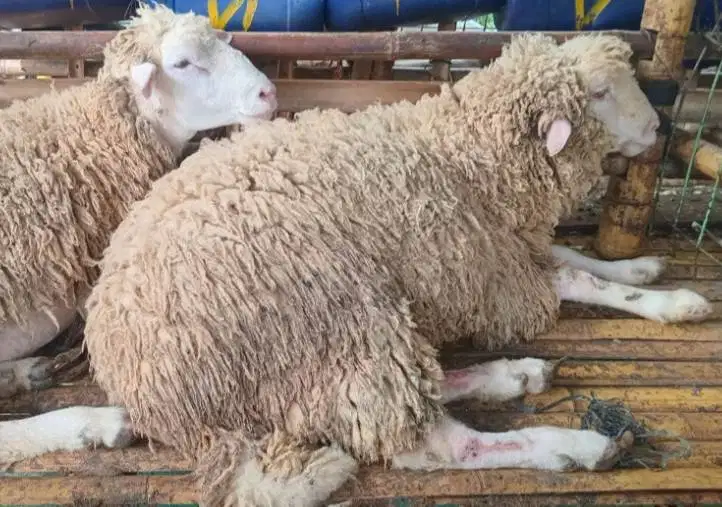 domba merino qurban 45-80kiloan timbang hidup siap kurban 2026 superan