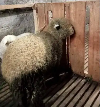 domba merino jantan 45-80kiloan siap hewan kurban 2026 timbang hidup