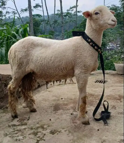 domba merino jantan 45-80kiloan siap hewan kurban 2026 timbang hidup