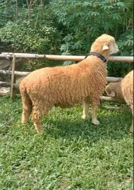 domba merino jantan 45-80kiloan timbang hidup siap qurban 2026 rawatan