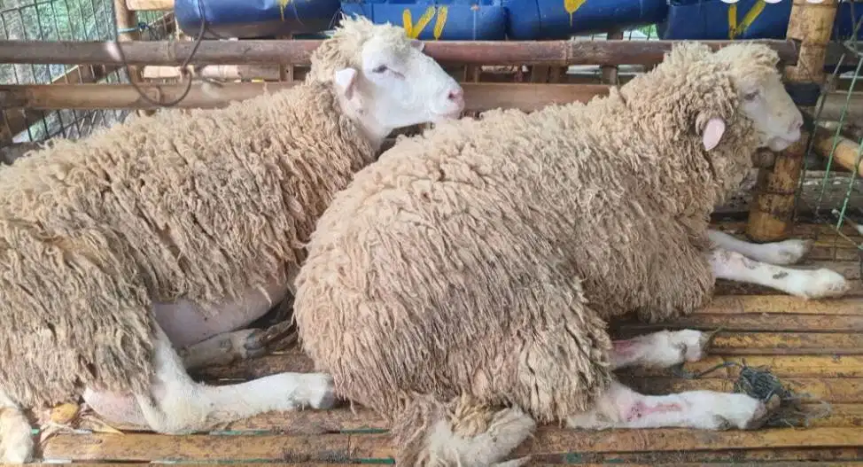 domba merino jantan 45-80kiloan timbang hidup siap qurban 2026 rawatan