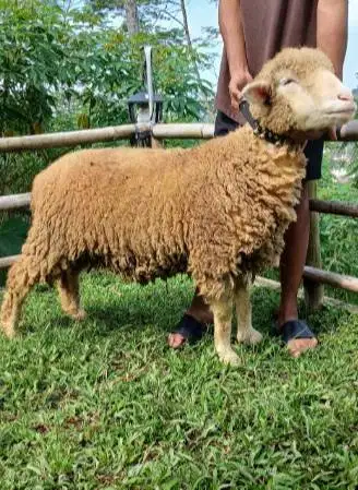 domba merino qurban 45-80kiloan jantan super siap kurban 2026 rawatan