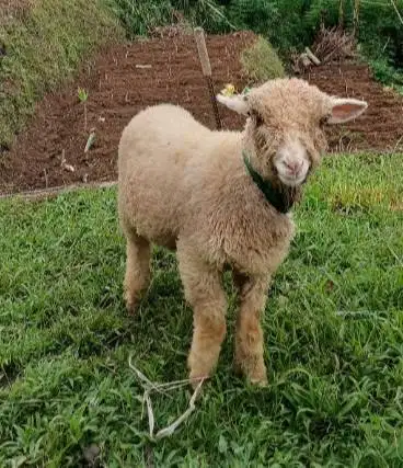 domba merino qurban 45-80kiloan jantan super siap kurban 2026 rawatan
