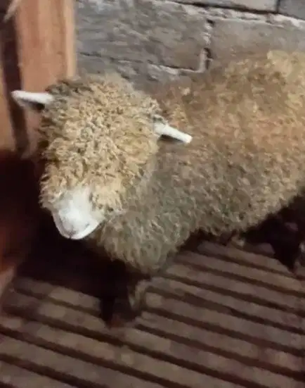 domba merino super 45-80kiloan siap hewan kurban 2026 timbang hidup ok