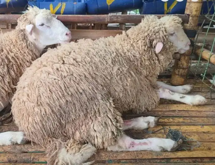domba merino jantan super 45-80kiloan siap hewan kurban timbang hidup2