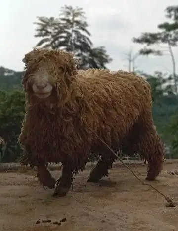 domba merino jantan super 45-80kiloan siap hewan kurban timbang hidup2