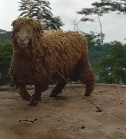 domba merino jantan 45-80kiloan siap hewan kurban 2026 timbang hidup2