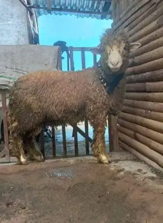 domba merino jantan 45-80kiloan siap hewan kurban 2026 timbang hidup2