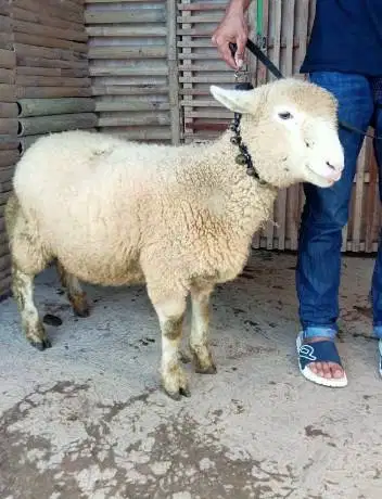 domba merino superan 45-80kiloan timbang hidup siap kurban 2026 manteb