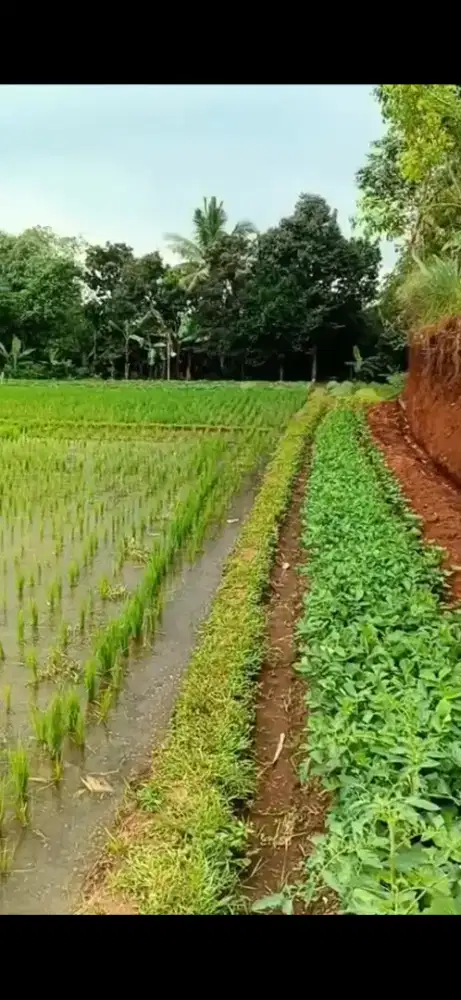 Tanah sawah kebun