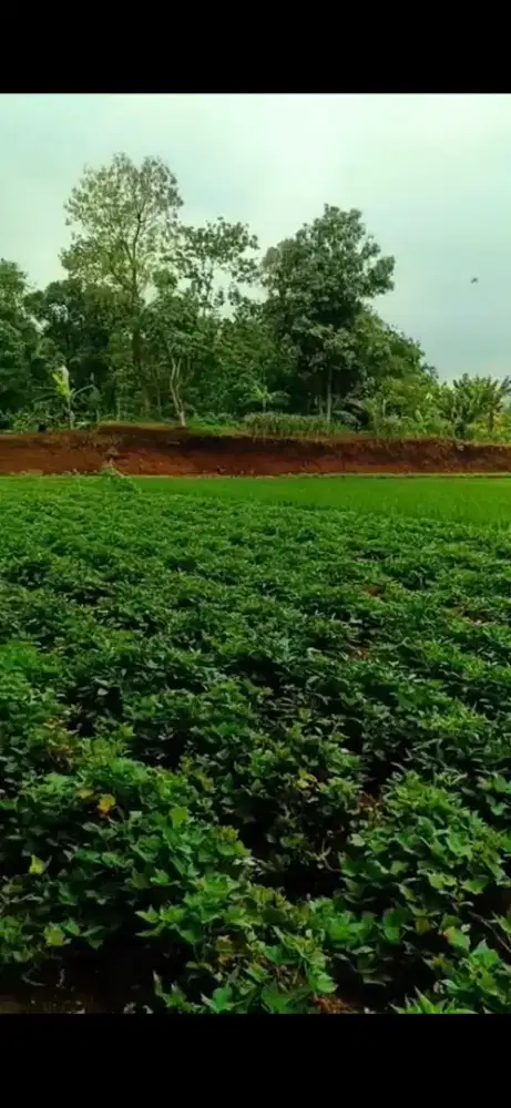 Jual tanah sawah strategis