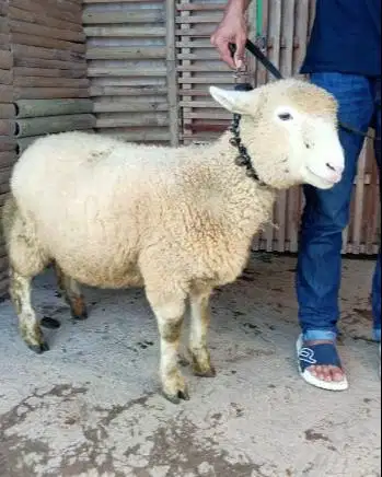 domba merino jantan 45-80kiloan superan siap qurban 2026 timbang hidup