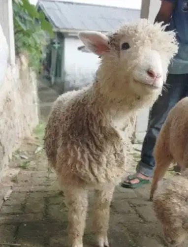 domba merino jantan 45-80kiloan superan siap qurban 2026 timbang hidup