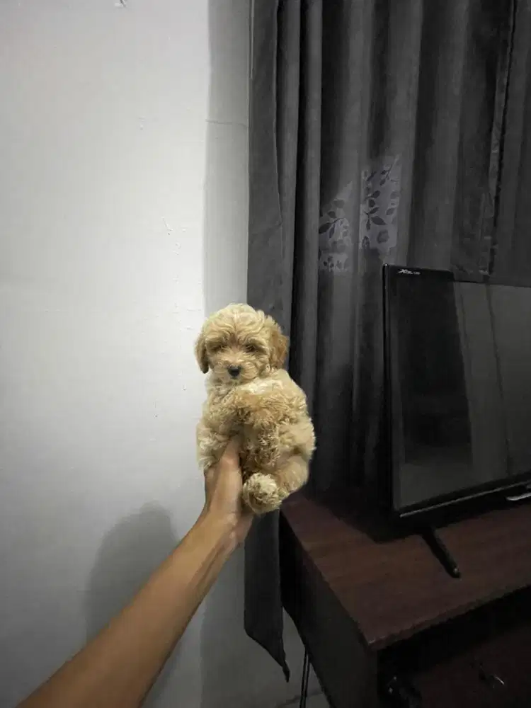 Dijual poodle party colour betina gemoy