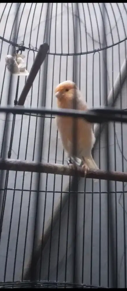 Jual burung kenari AF jantan