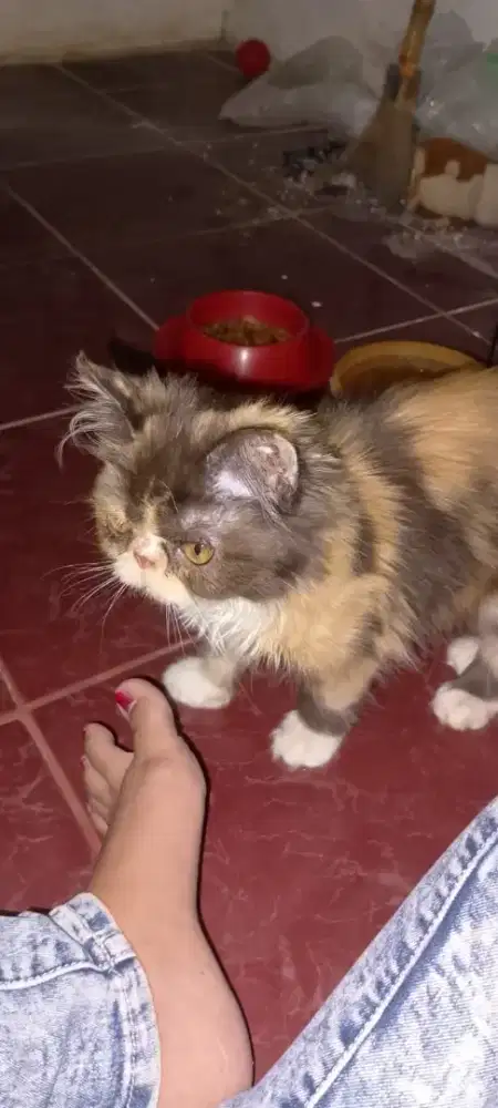 Kucing peaknose calico 4bln
