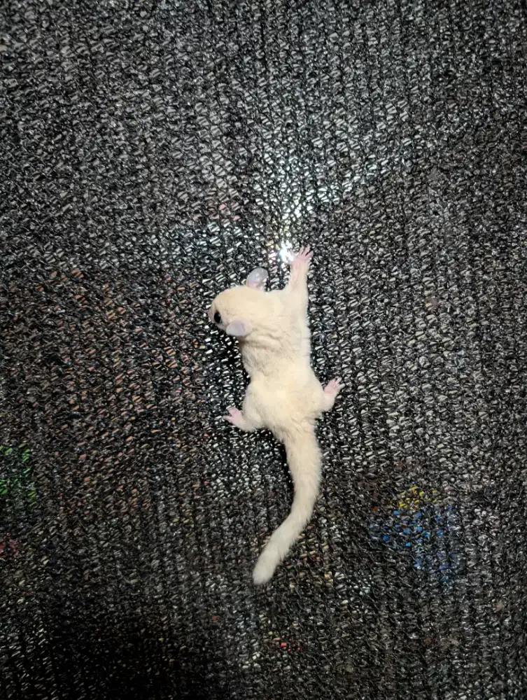 Sugar glider leucistik