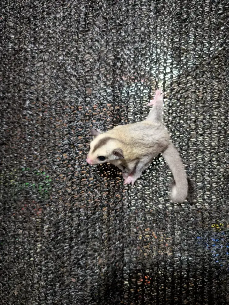 Sugar glider platinum