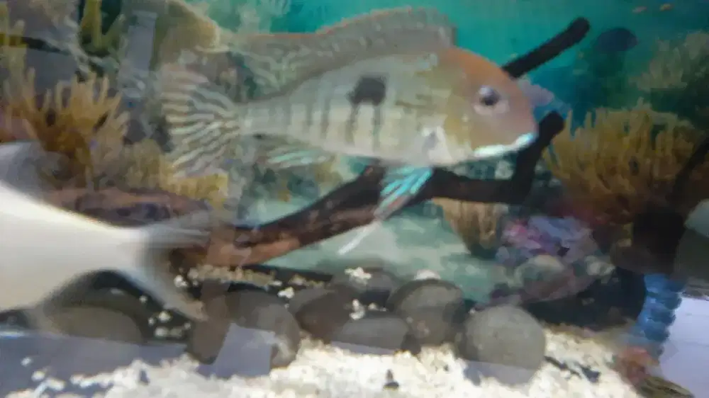 Jual semua ikan yang digambar