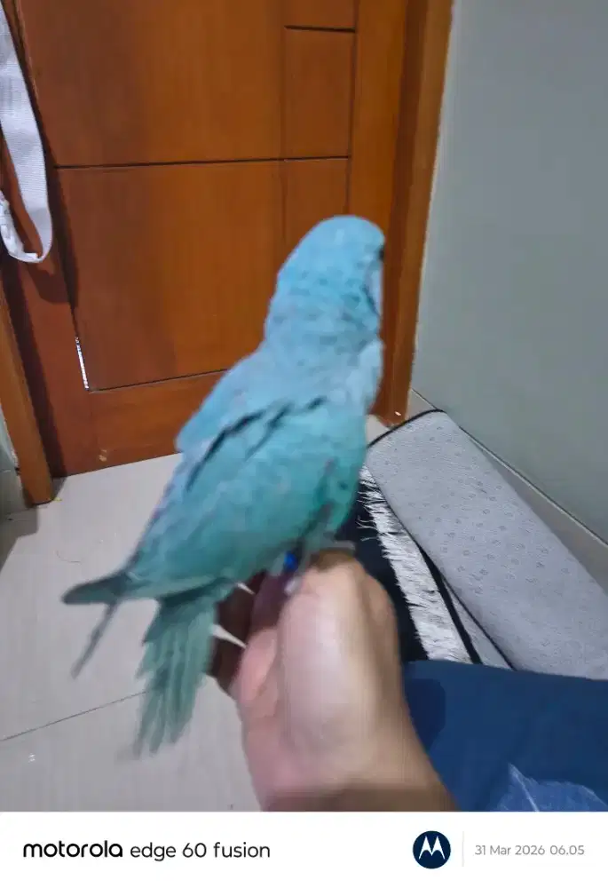 Indian ringneck warna blue